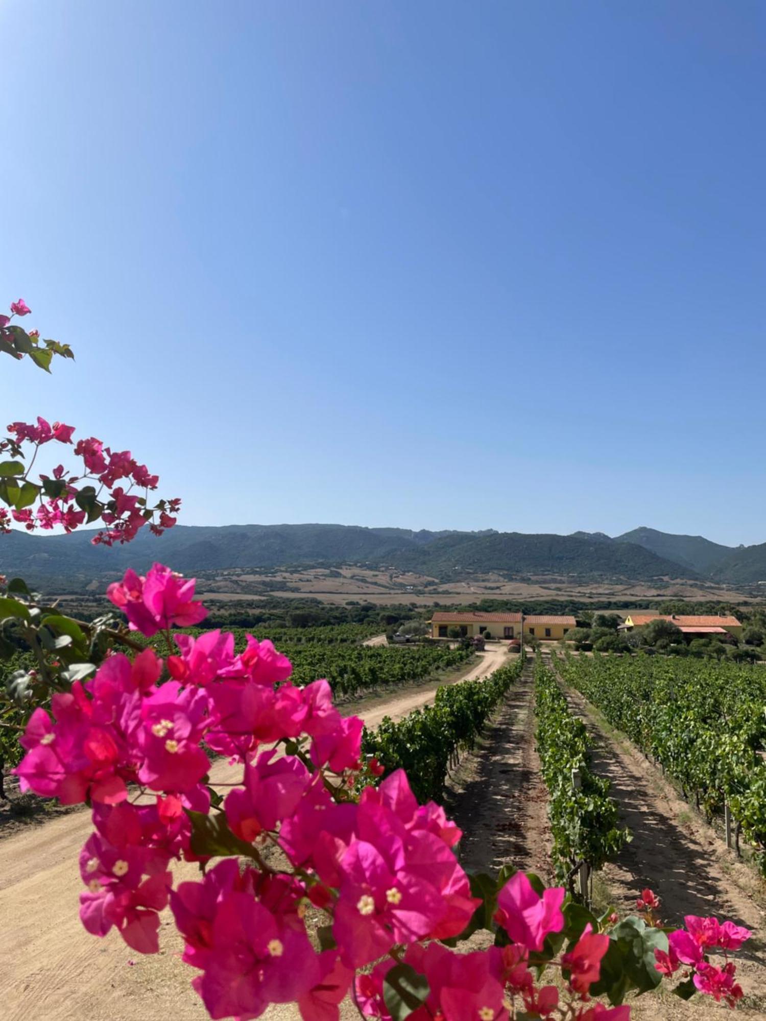 Agriturismo Campesi Casale Tra Le Vigne Aglientu Zewnętrze zdjęcie