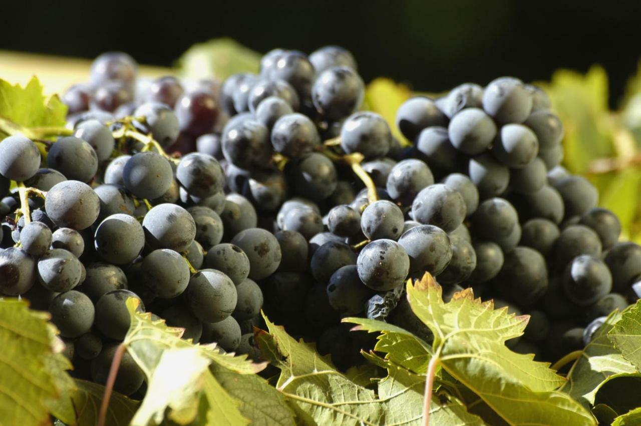 Agriturismo Campesi Casale Tra Le Vigne Aglientu Zewnętrze zdjęcie